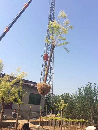 12的金枝槐吊起