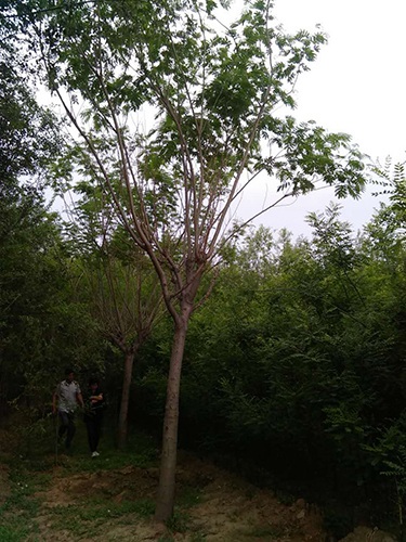 合欢树
